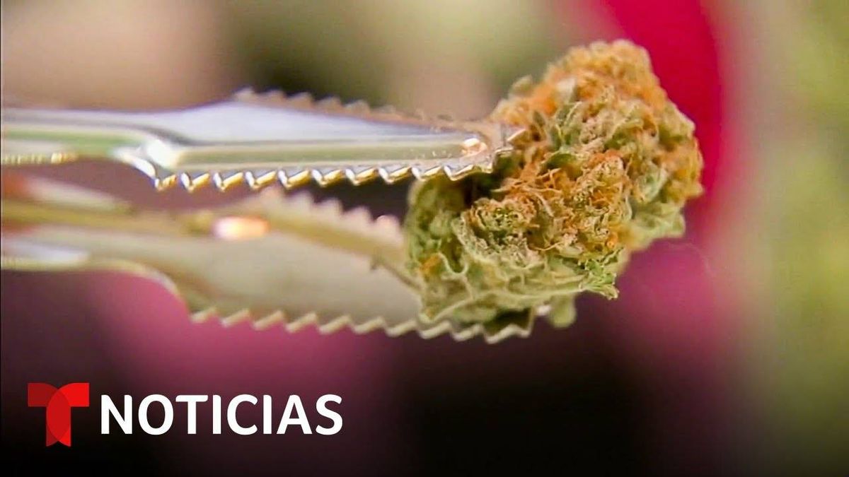 Inicia La Venta Legal De Marihuana En Nueva Jersey