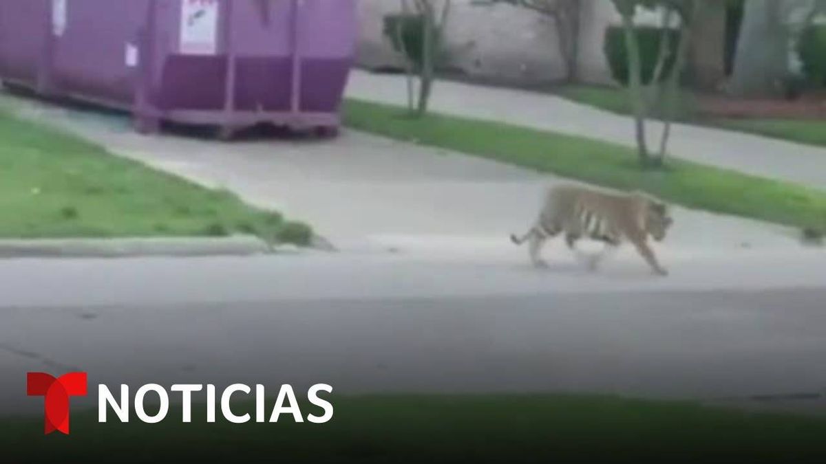 Autoridades Siguen En Busqueda Del Tigre De Bengala Extraviado En Houston