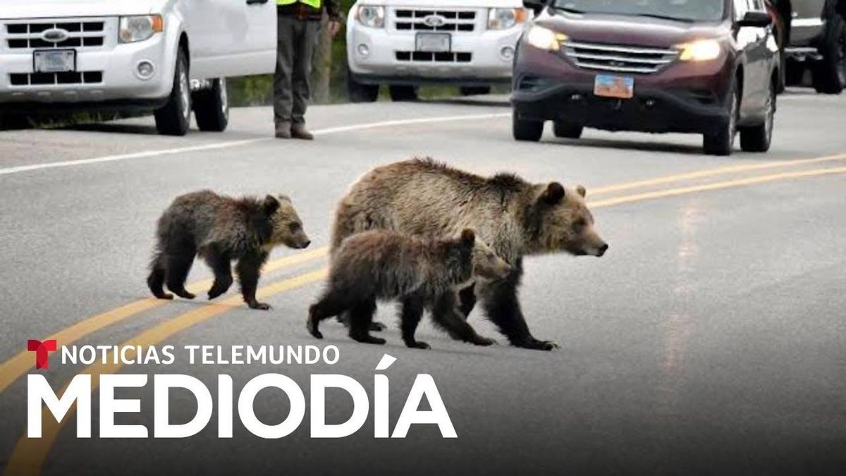 Increibles Imagenes De Una Mamá Oso Cruzando Una Calle Con Sus Cachorros