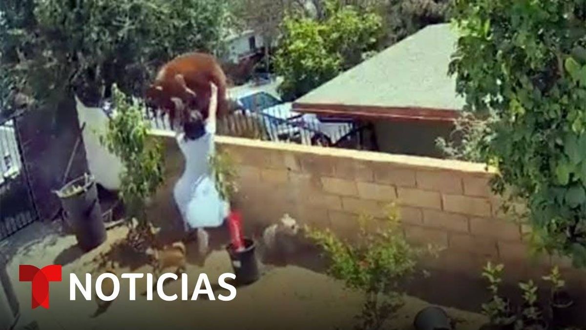 Por Defender A Sus Mascotas Mujer Se Enfrenta A Un Oso Intruso