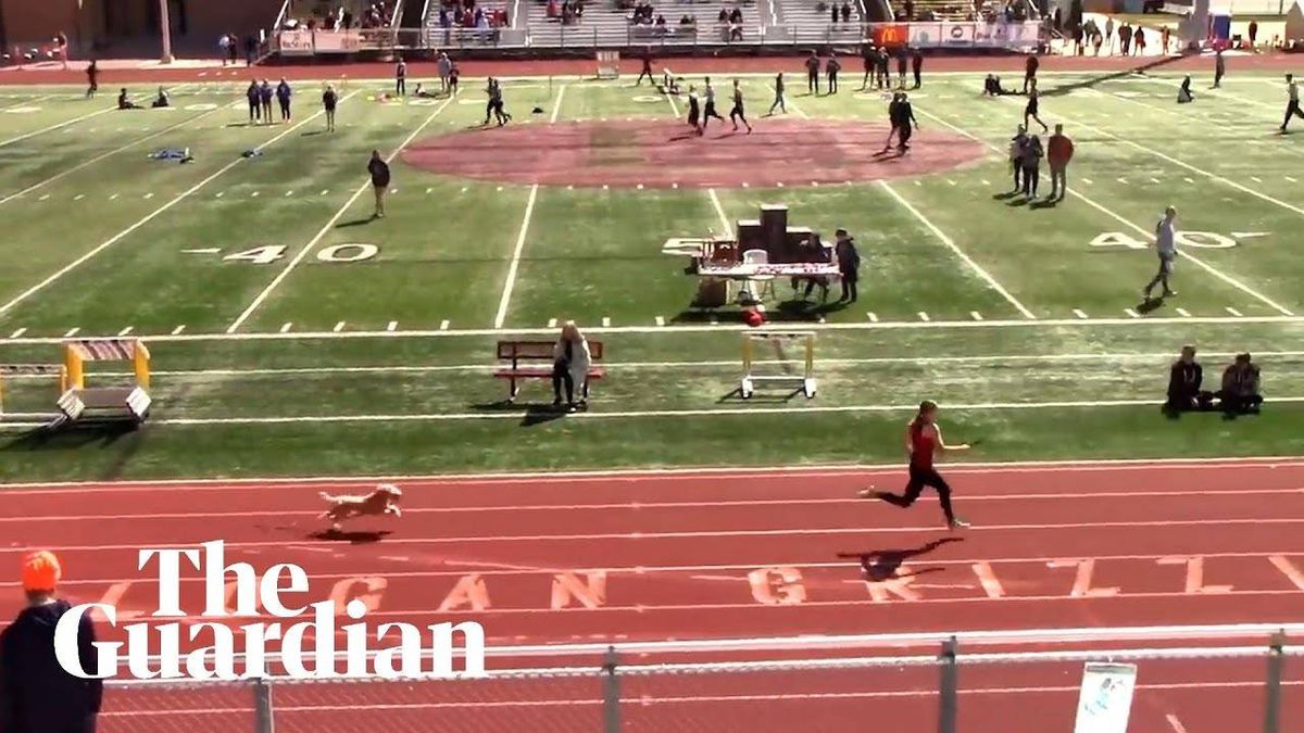 Video: Dog wins high school track meet relay race!