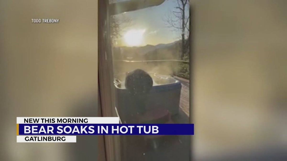 Video: Bear chills in hot tub in Tennessee