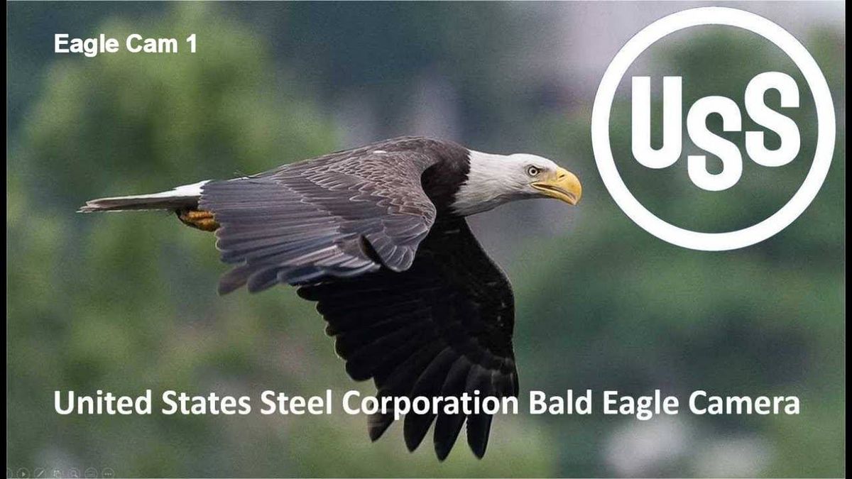 First bald eaglet at U.S. Steel Irving nest hatches