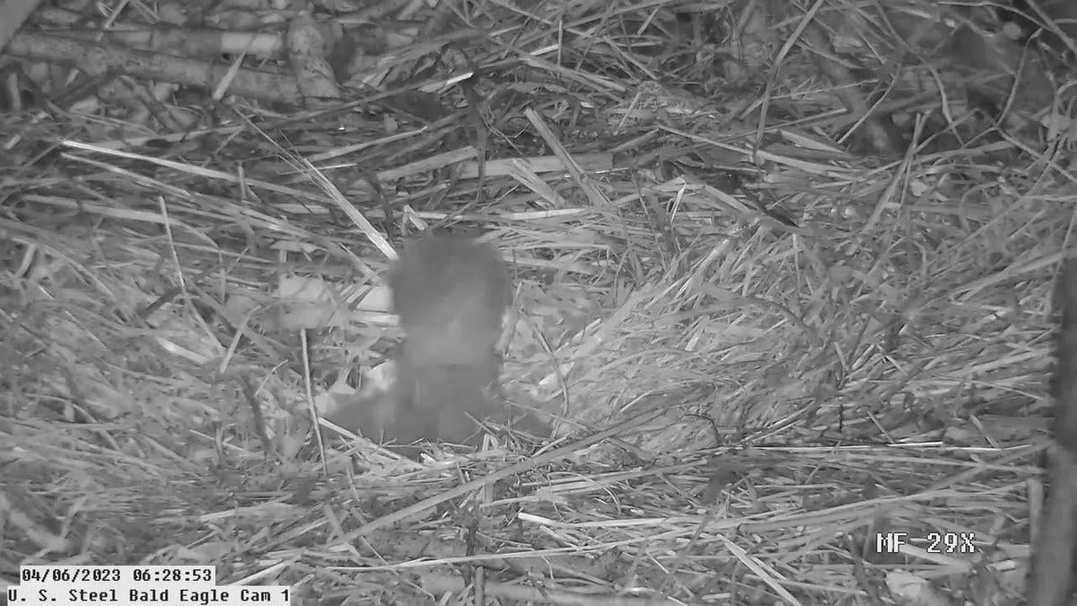 Eaglet hatches in U.S. Steel Irvin eagle nest