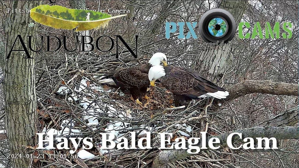 Lone Hays Eagle Nest egg has broken