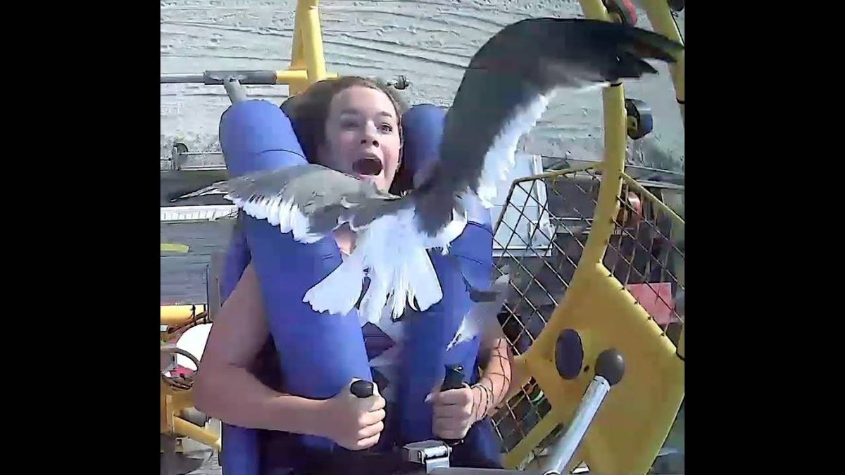 Bird flies into teen while on boardwalk ride in Wildwood, NJ