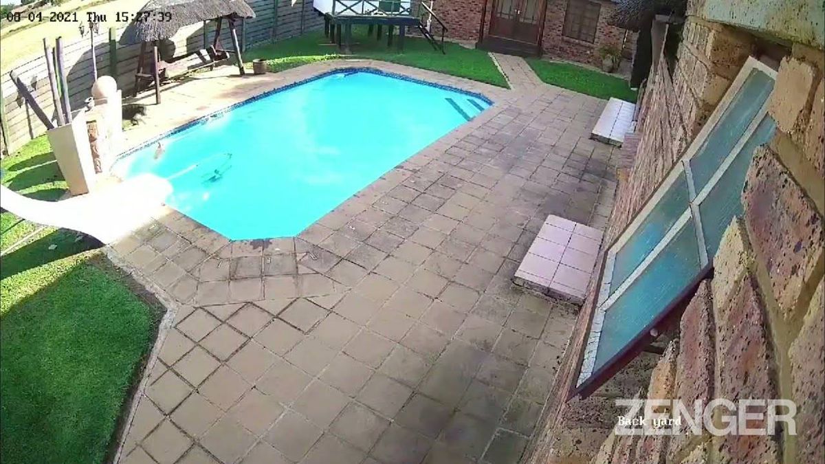 Watch: Big dog saves little dog in pool