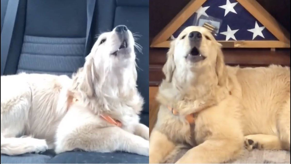 WATCH: Golden Retriever Sings Along to Olivia Rodrigo 'Drivers License'