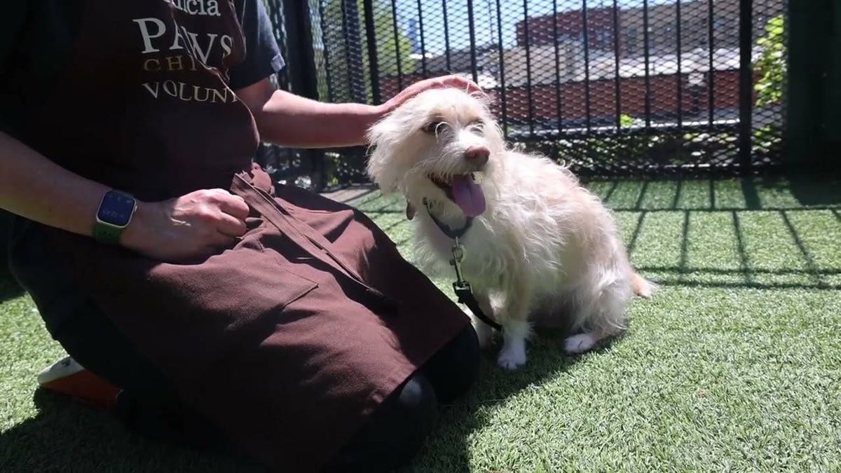 This fluffy Caesar prefers to be in command