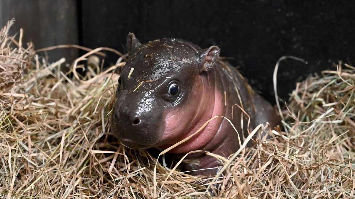 Zoo holds naming contest for endangered pygmy hippopotamus calf