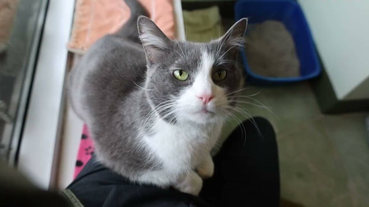 This cat is a fighter with a softer side