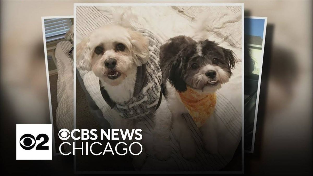 Man ordered to pay $160K to woman he met on dating app for allegedly torturing, killing her dogs