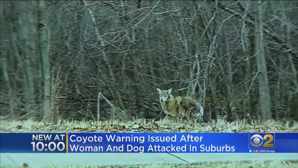 Popular Bolingbrook trail closed after woman, dog attacked by coyote