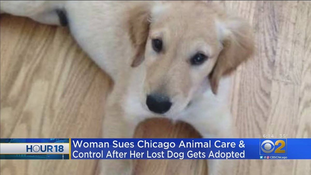 Woman says Chicago Animal Care and Control gave her dog up for adoption despite collar with contact info