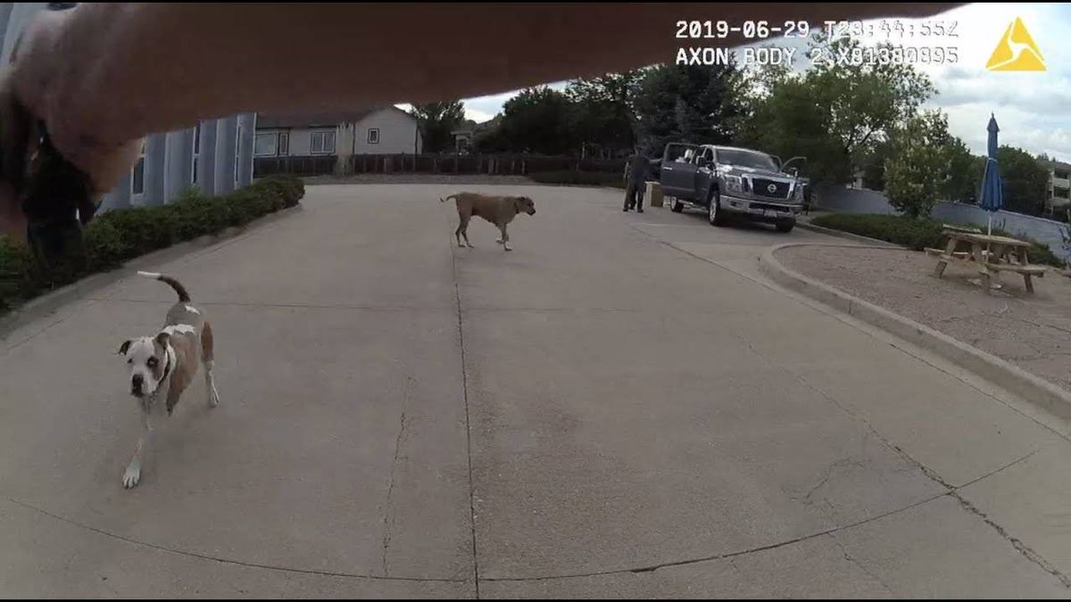 WATCH: Body-cam footage shows police shot, killed a 'loving, playful' puppy who tried to 'greet the officer'