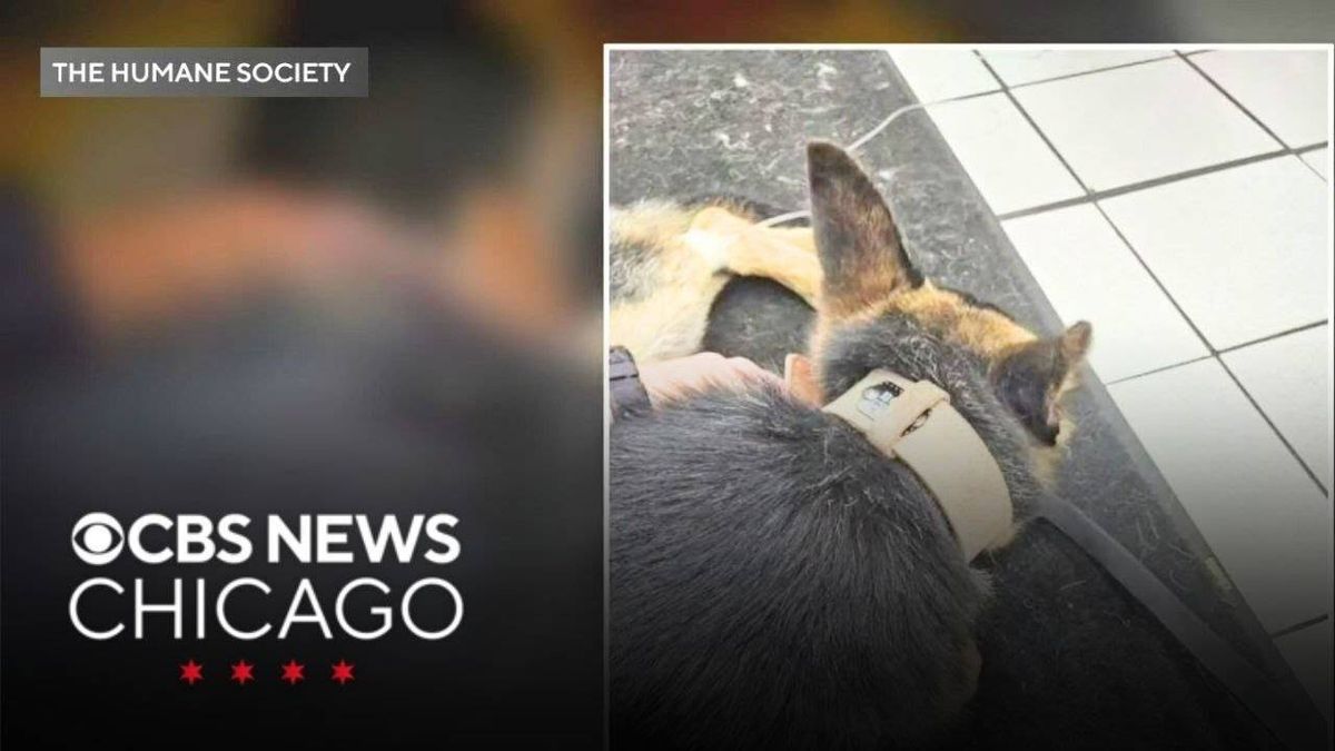 2 charged with last summer's K-9 heat deaths in NW Indiana