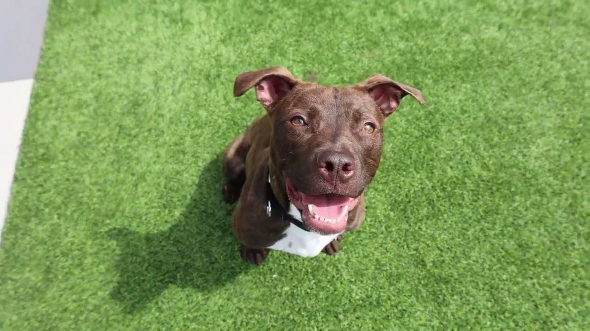 This playful pup would love to be your BFF
