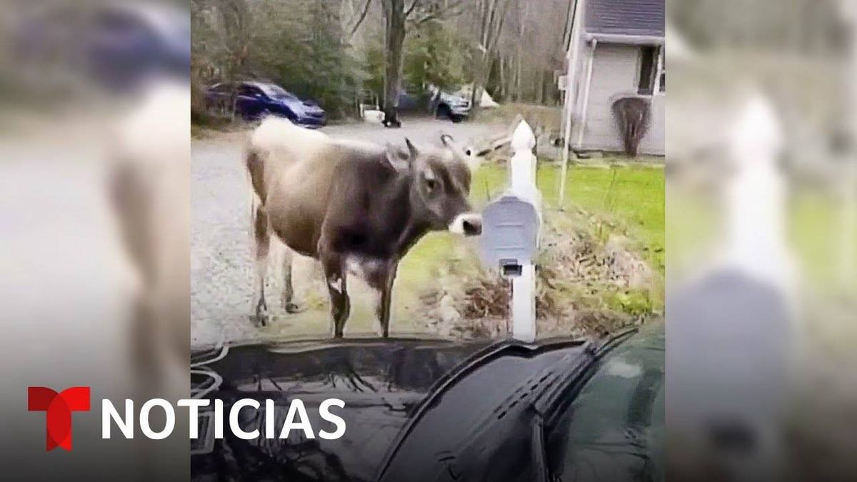 Toro Escapa De Un Rancho Para Pelearse Con Un Buzon De Correo