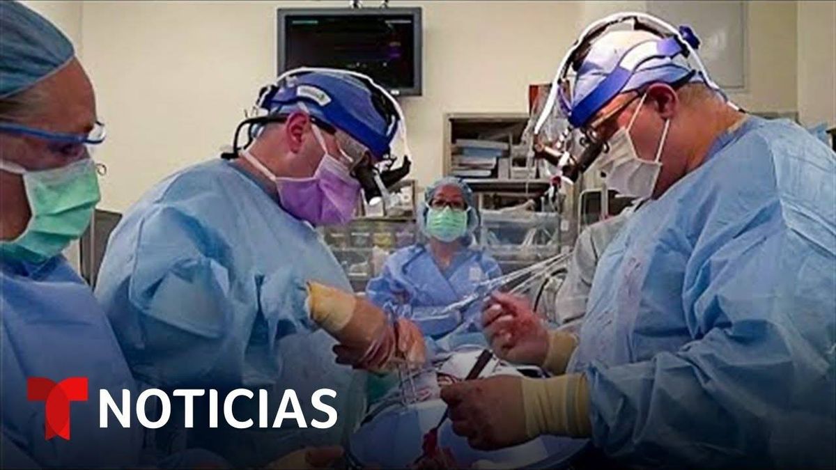 Corazones De Cerdo Modificados Son Transplantados a Humanos Con Muerte Cerebral