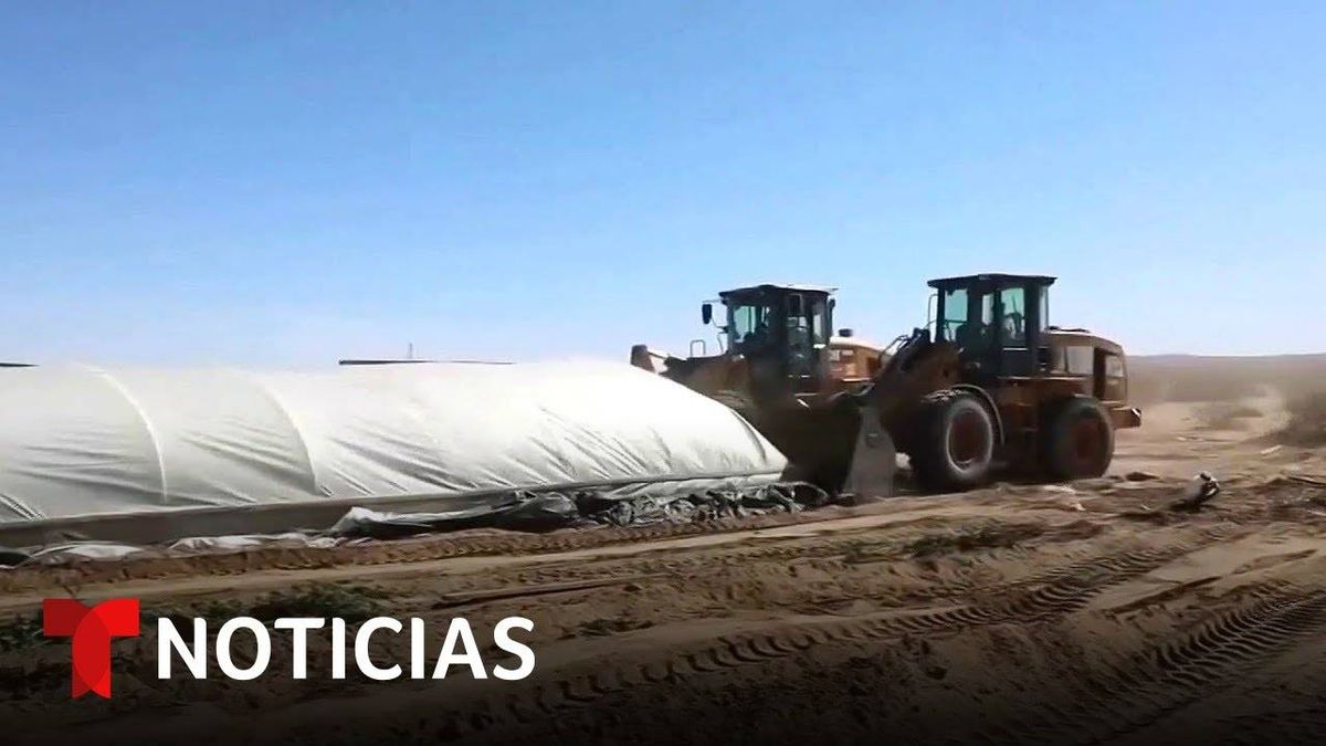 Desmantelan Un Centenar De Invernaderos Clandestinos De Marihuana