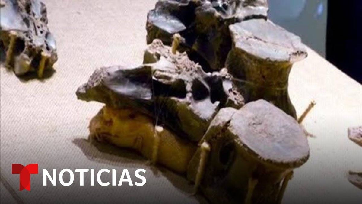 Encuentran Fosil De Mega-Raptor En Argentina