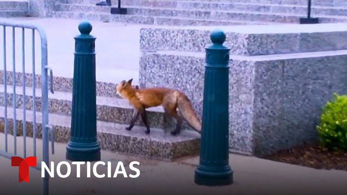 Autoridades Del Capitolio Capturan A Un Zorro Que Ataco A Varias Personas