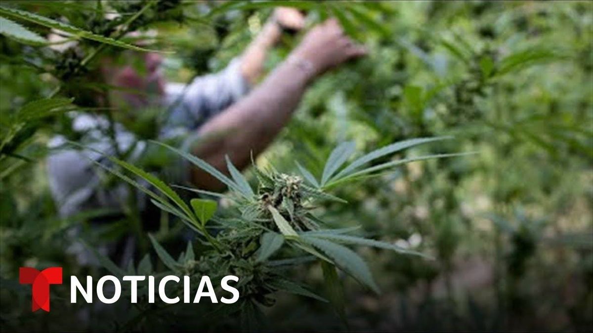 En Nueva York Otorgan Licencias Para La Venta De Cannabis A Quienes Cumplieron Una Condena Por Su Posesion En El Pasado