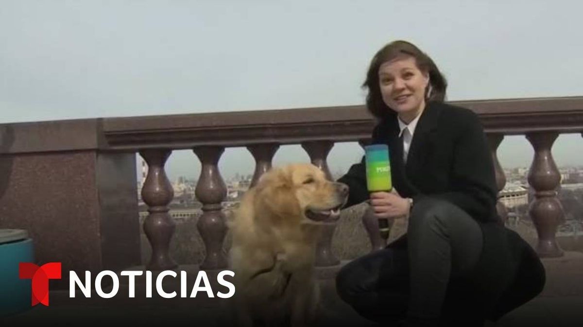En Pleno Reportaje En Vivo Perro Le Roba El Microfono
