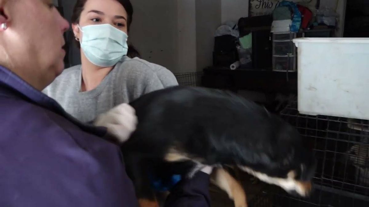 Dozens of dogs in poor health seized from West Michigan home after 'deplorable' living conditions exposed
