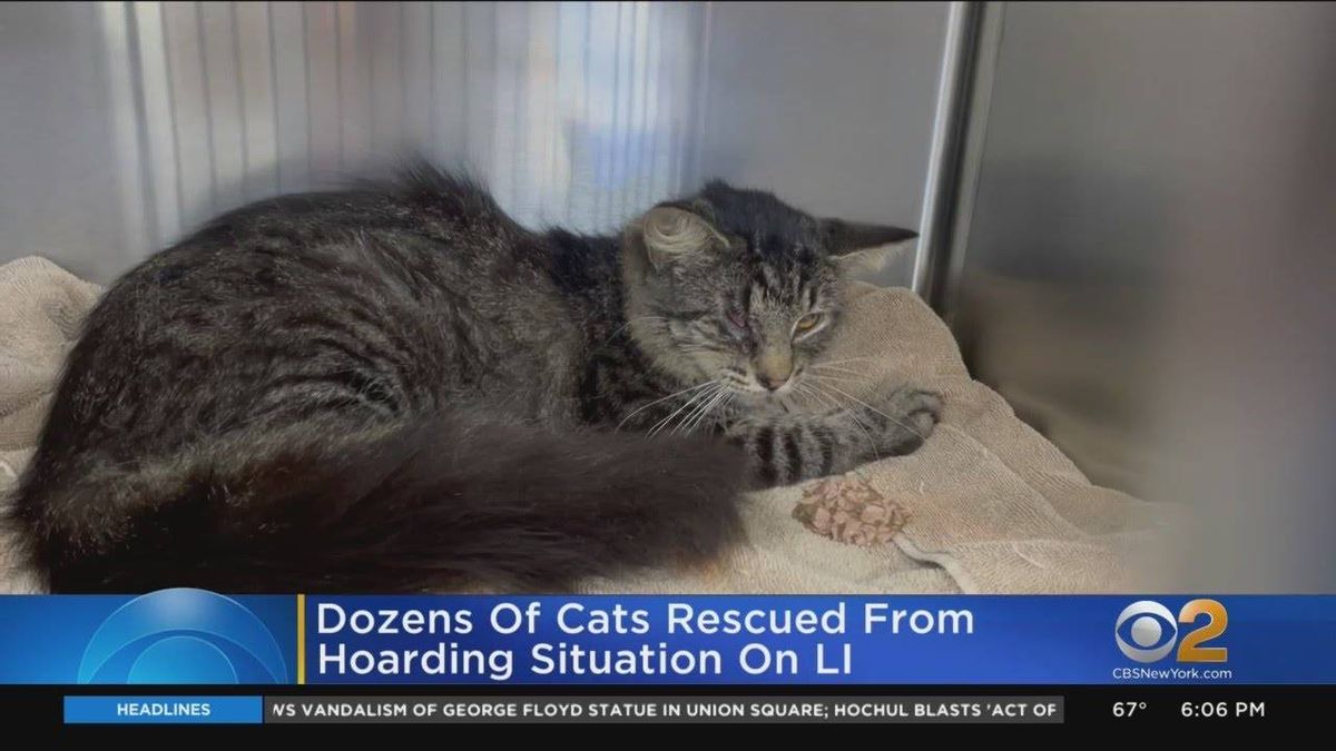 Nearly 3 dozen cats rescued from 'deplorable' LI home: Nassau SPCA