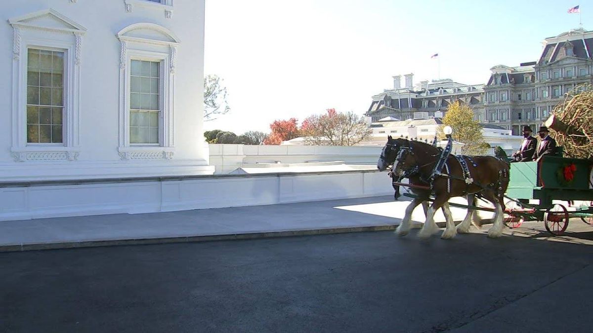 VIDEO: Melania Trump welcomes White House Christmas tree, an 18.5-foot-tall Fraser fir from WV