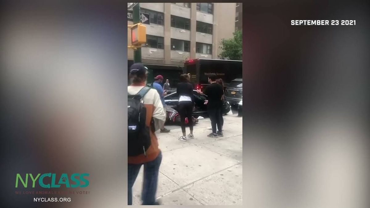 VIDEO: 'Sopranos' star Edie Falco calls for an end to 'abuse' of carriage horses in PSA