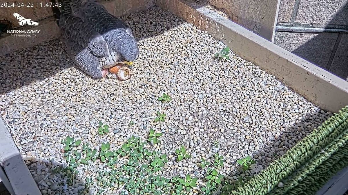 First Peregrine Falcon hatches atop Cathedral of Learning