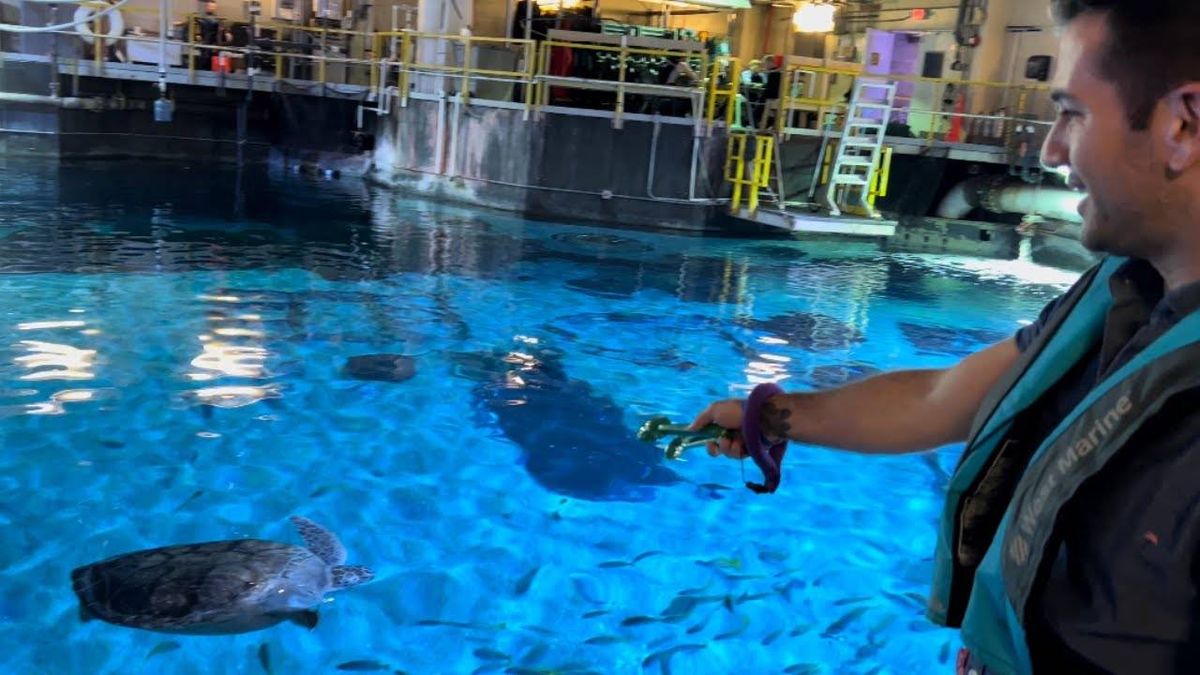 Bennett's Sea Turtle Encounter at Adventure Aquarium