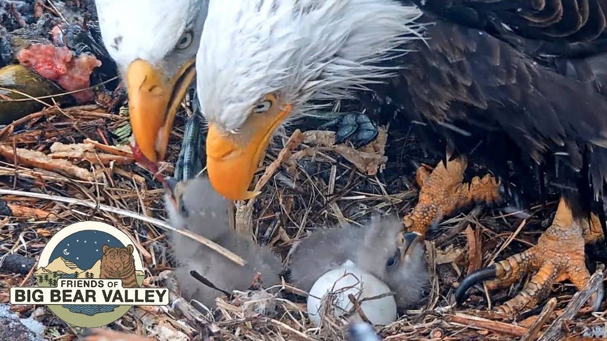 WATCH LIVE: Bald eagle eggs expected to hatch at any moment