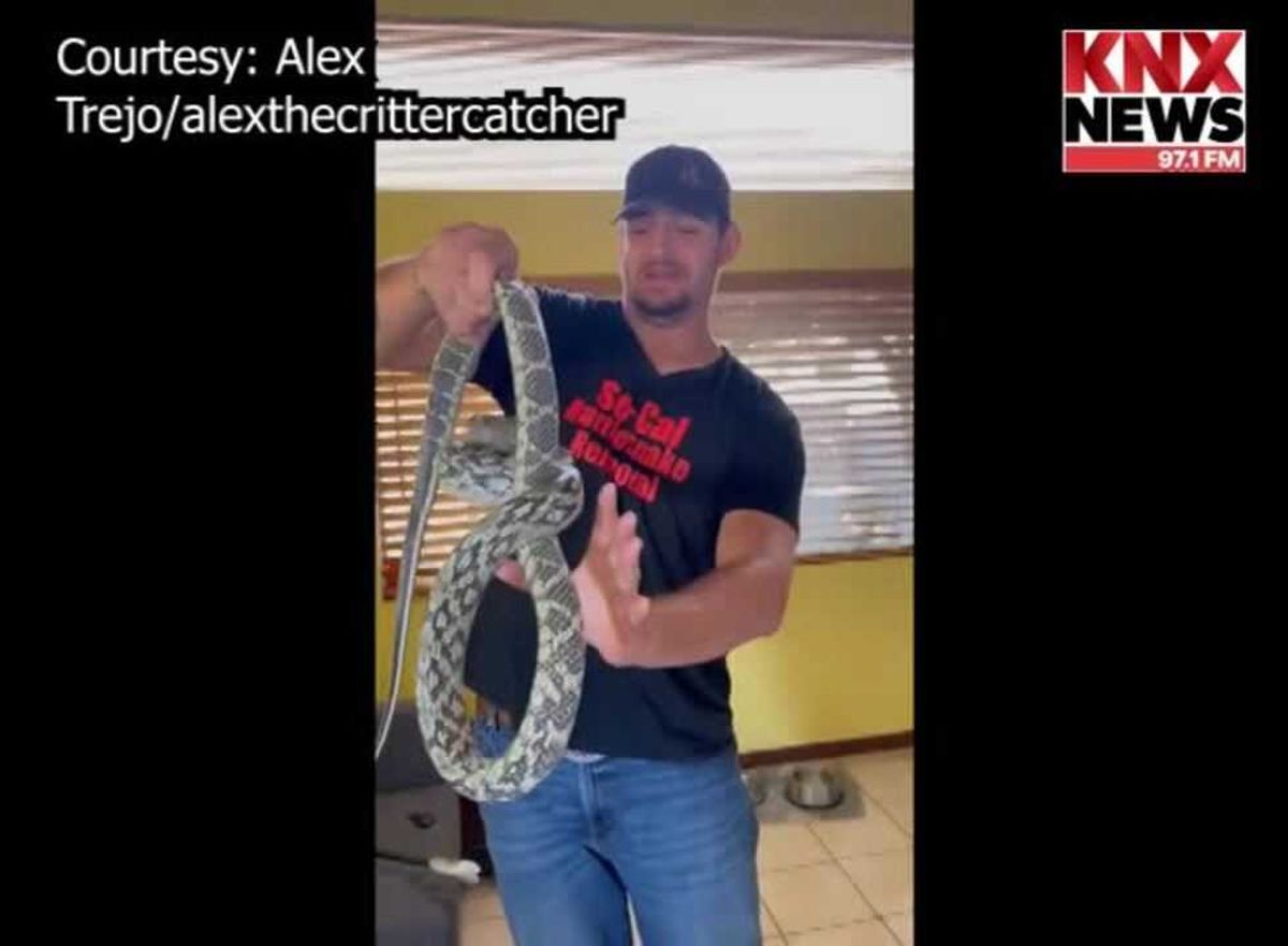 ‘Rare’ snake born at zoo to be released into the wild – here’s why