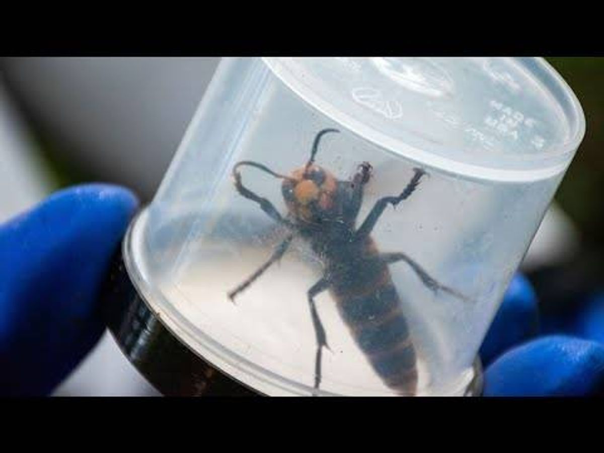 Largest ‘murder hornet’ nest to-date destroyed, more than 1,500 insects