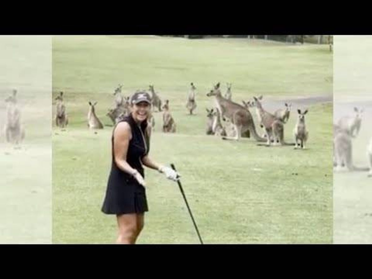 Australian golfer's round delayed by a mob of kangaroos