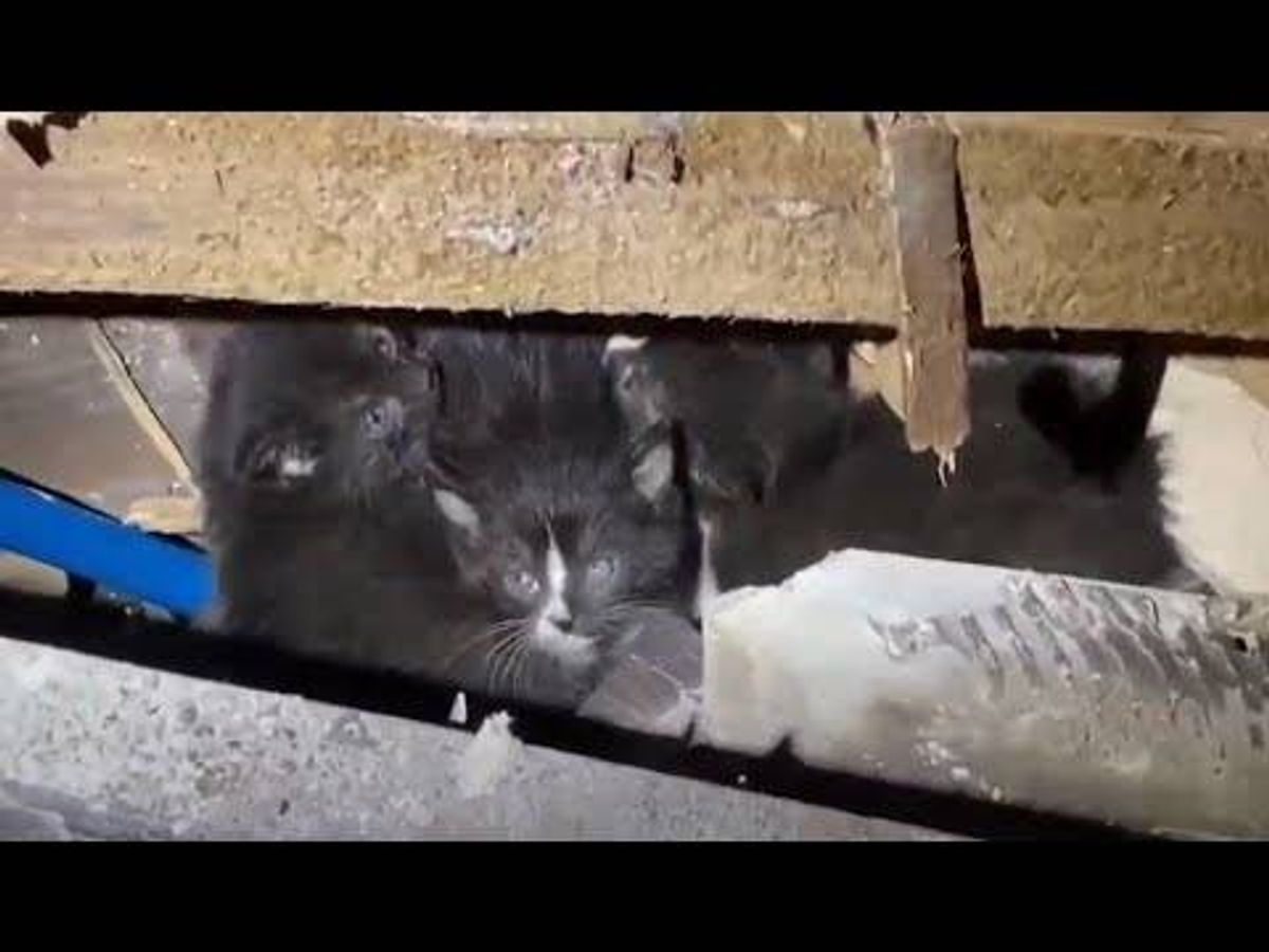 WATCH: LA Fire Dept. rescues kittens from inside burned home