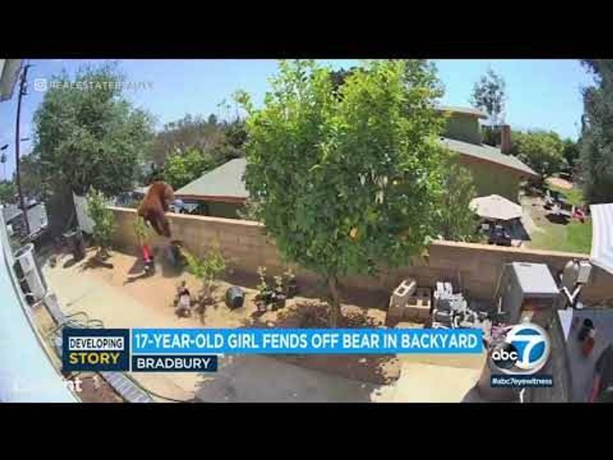 Teen shoves bear that swatted family dog in California yard