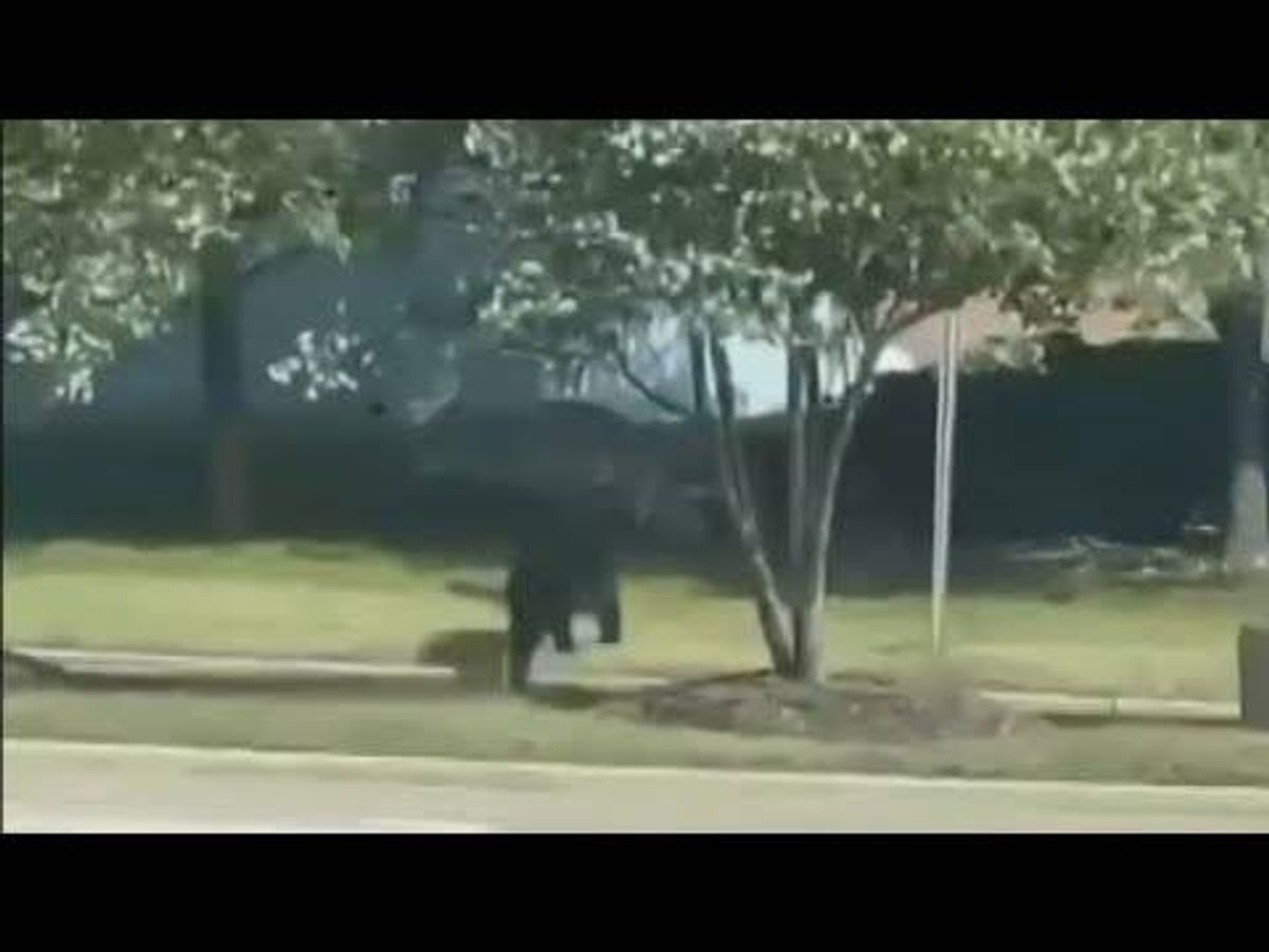 Bear, yes, the animal, spotted in Gurnee