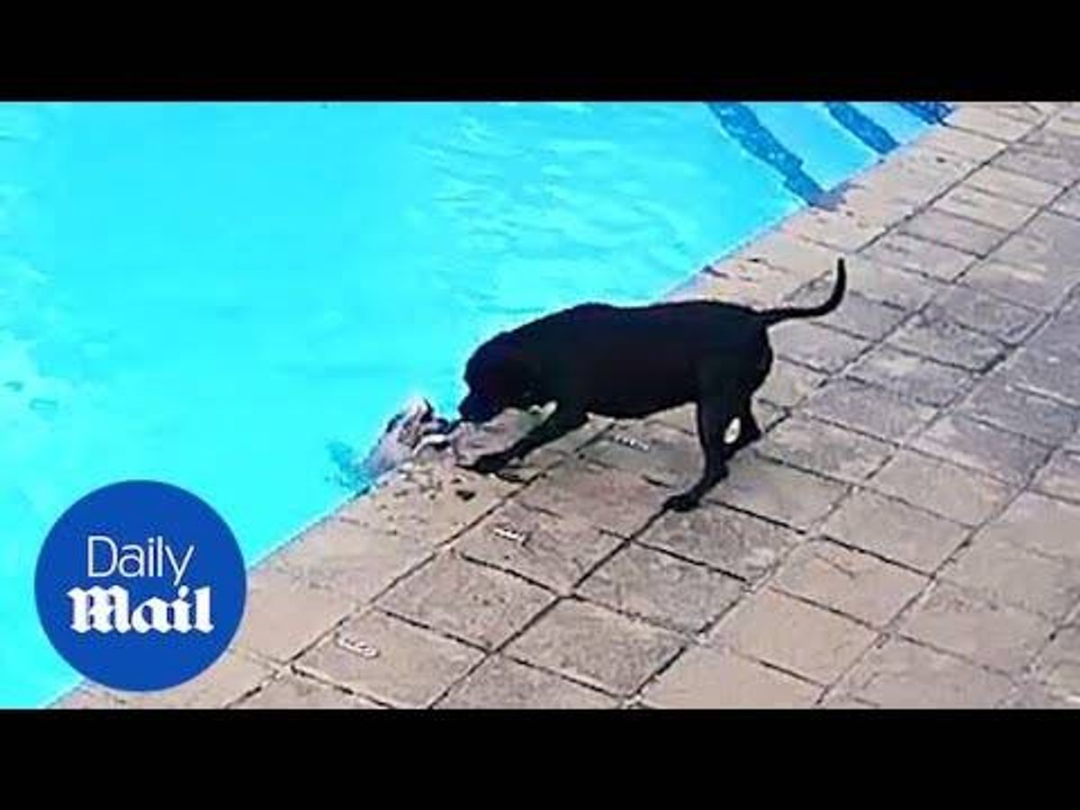 WATCH: Dog Saves Fellow Dog From Drowning in Pool