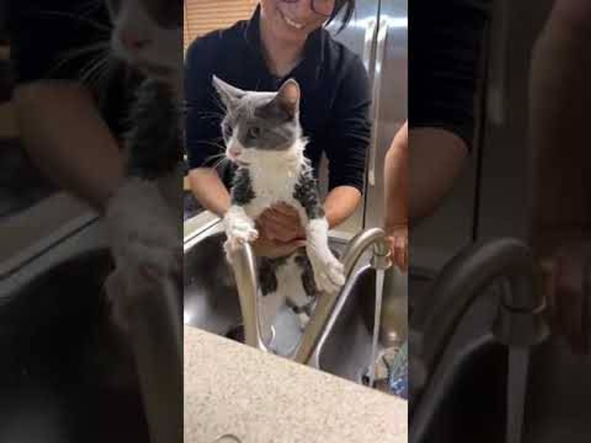 WATCH: It's Bath Time & This Kitty Ain't Havin' It; Turns Off Water