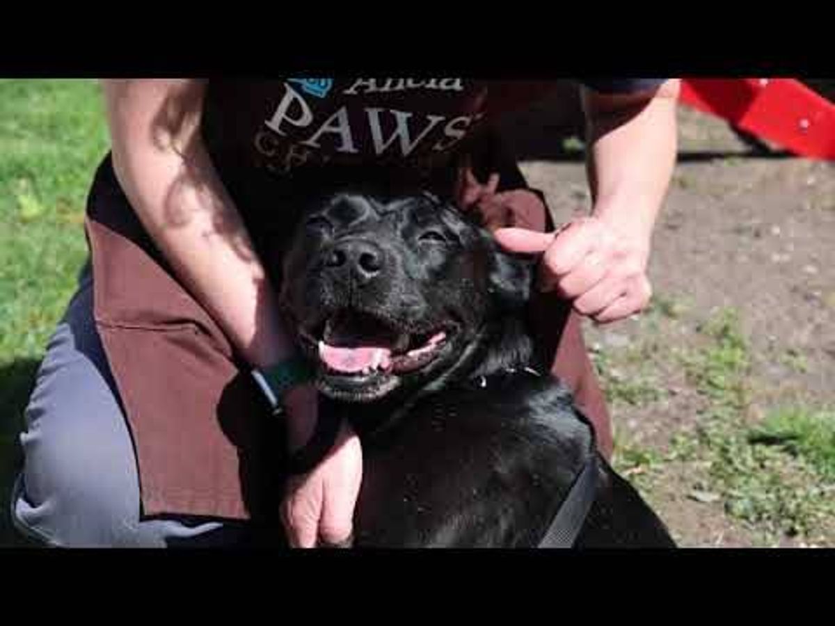This gentle pup just wants to snuggle