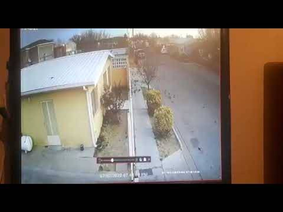 CIentos De Pajaros Caen Y Mueren Misteriosamente En Chihuahua Mexico