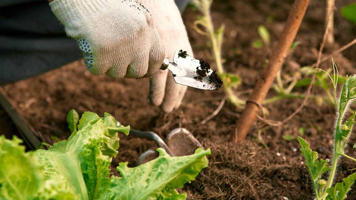 The Garden Show with Dan Gill