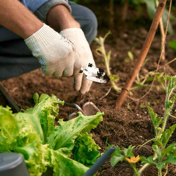 The Garden Show with Dan Gill