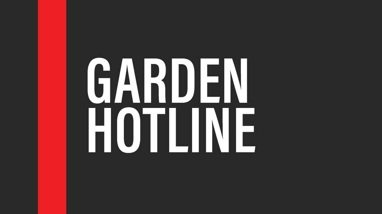 Garden Hotline: Green Jean Ponzi on Mosquito Control, Native Plants & Backyard Biodiversity