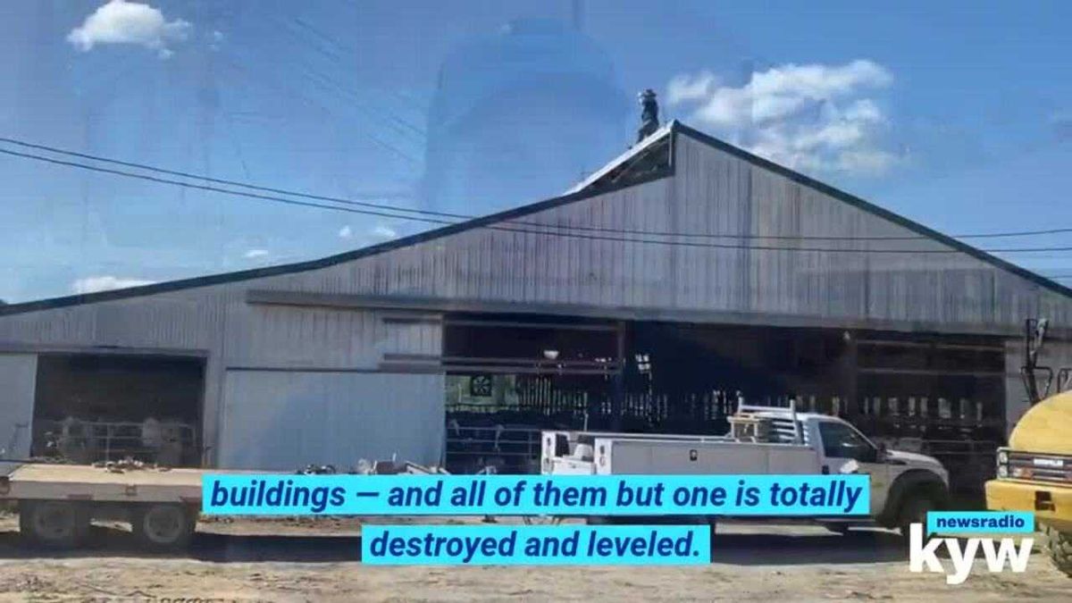 From an otter gang to herds of cows: When 'cute' animals attack humans