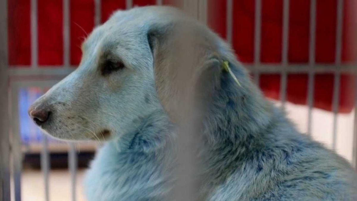 Blue Dogs Found Roaming Near A Closed Chemical Plant